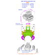 Motor Cooling Fans w/ Realistic V8 Engine Cover for 540 Size Motor (36mm O.D.)